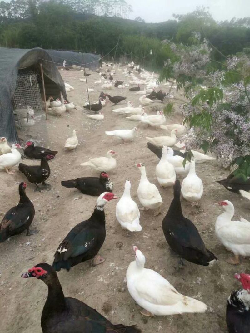 一年多的淘汰翻鸭肉质好