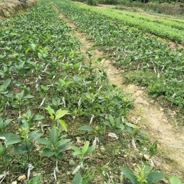 沃柑苗30~50cm