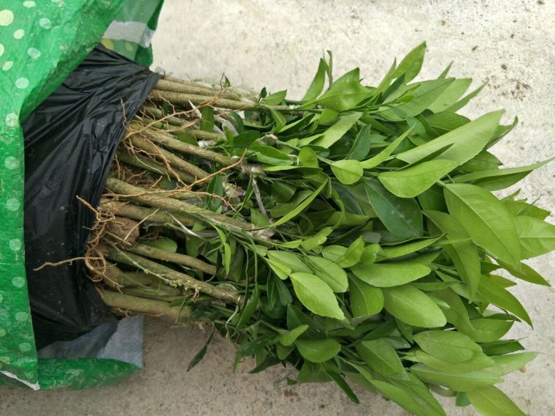 沃柑苗30~50cm