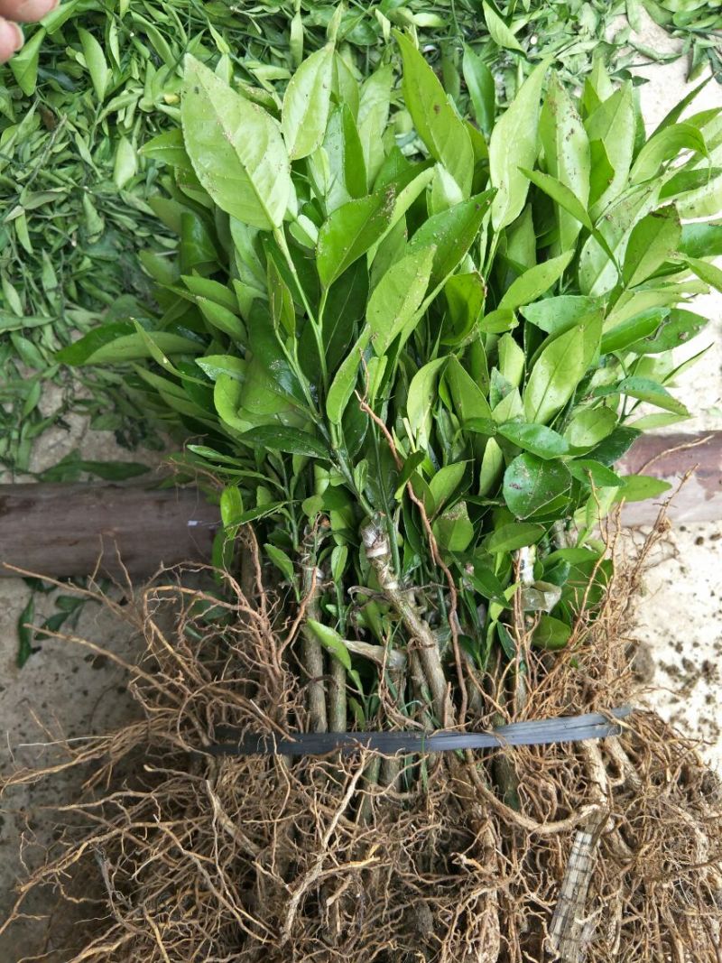 沃柑苗30~50cm