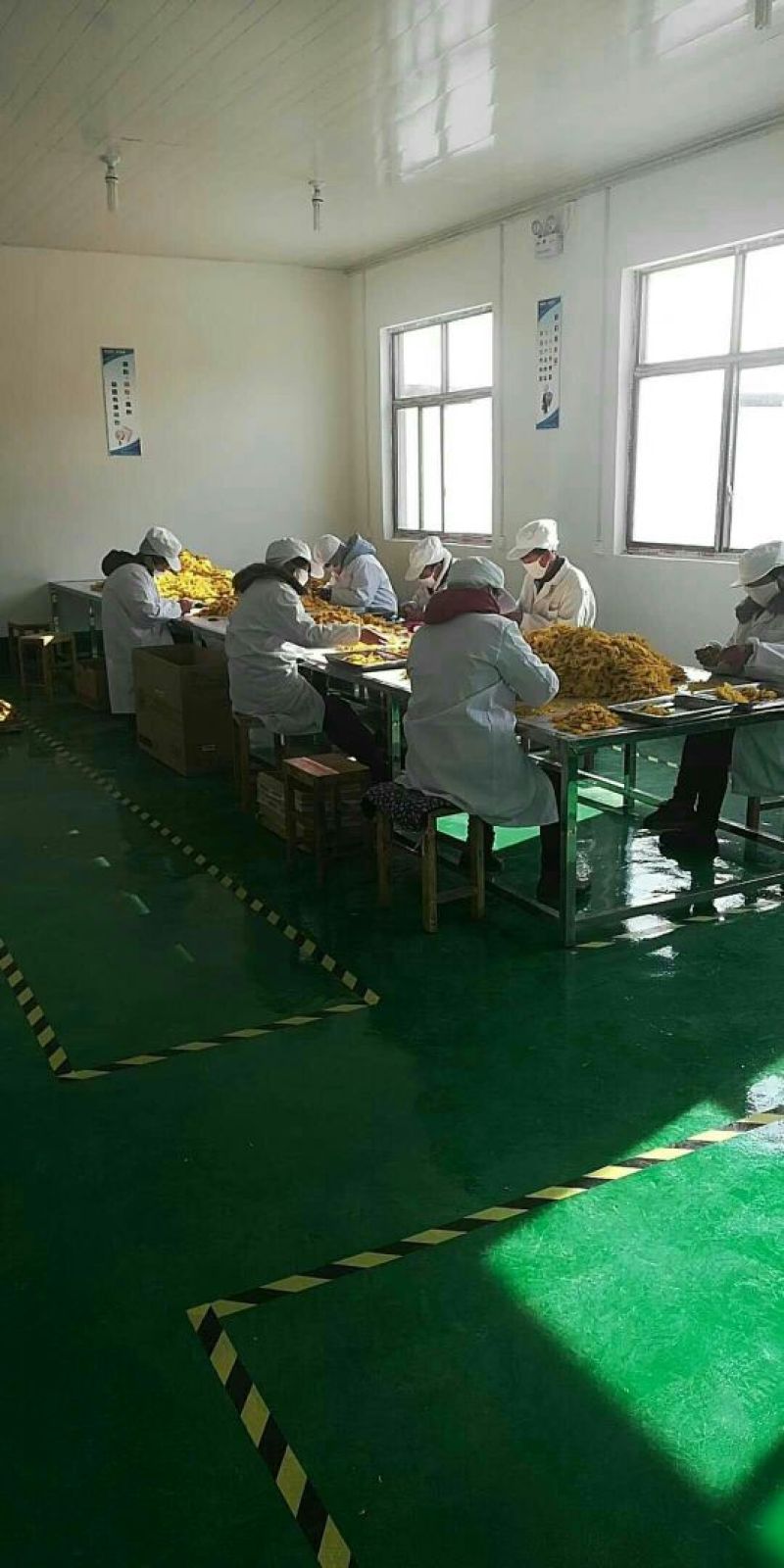 金丝皇菊茶