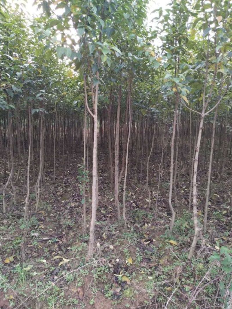 大叶女贞4cm以下