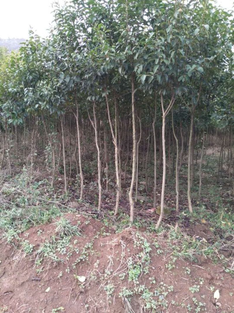 大叶女贞4cm以下