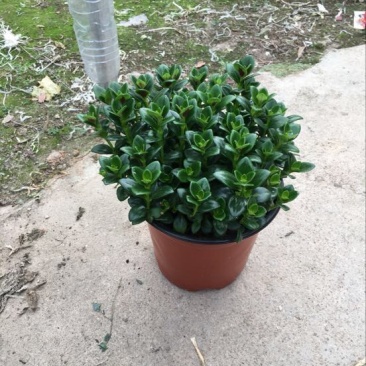 金鱼草