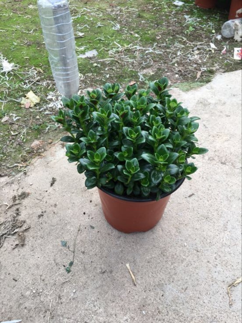 金鱼草