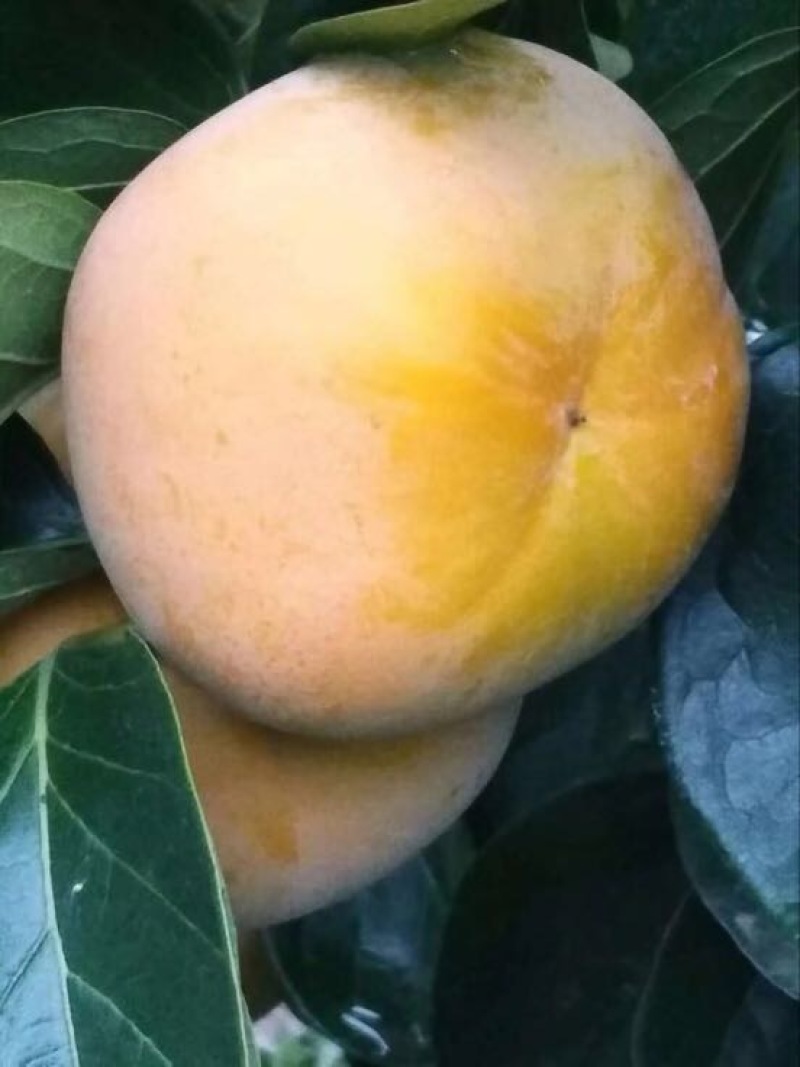 柿饼2~2.5两