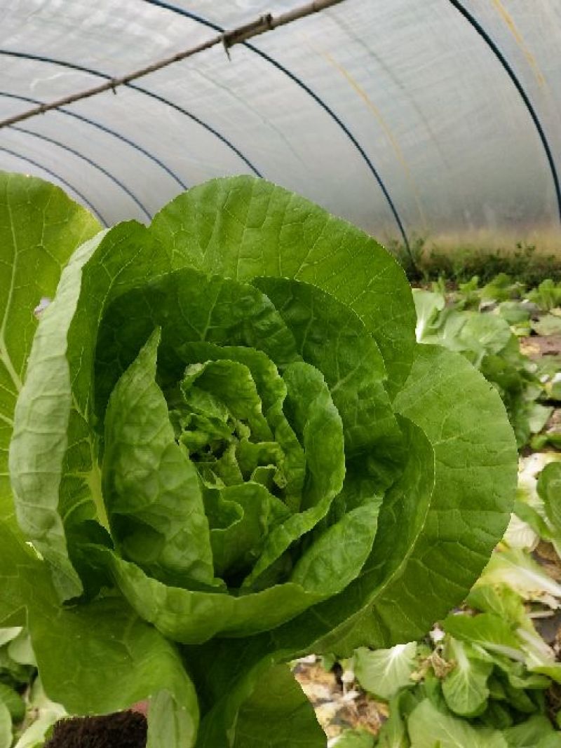 黄心白菜净菜1~2斤