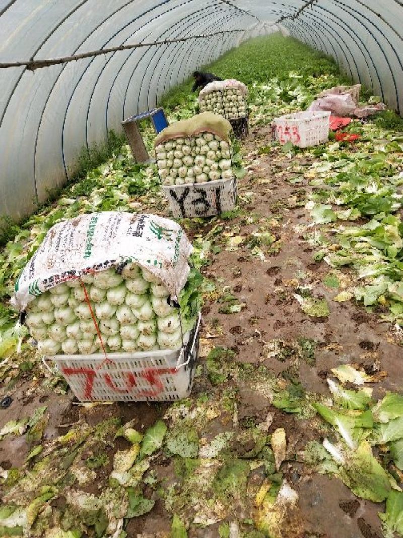 黄心白菜净菜1~2斤