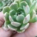 多肉植物不含盆