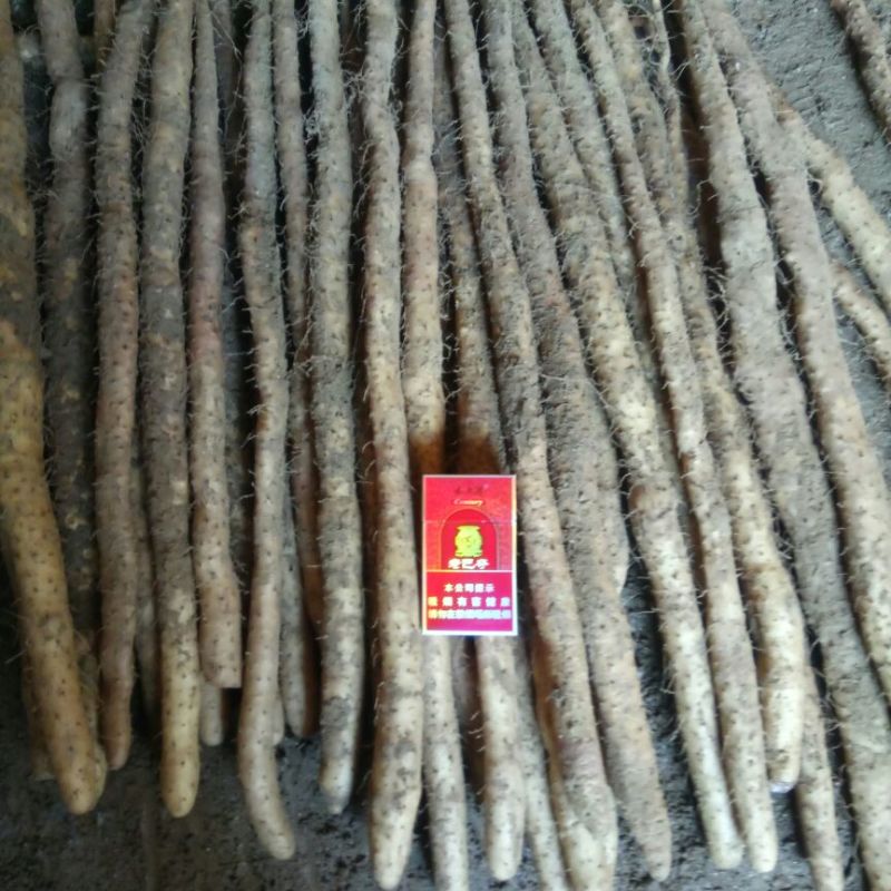 小白嘴白山药2~3厘米50~70厘米一级通货