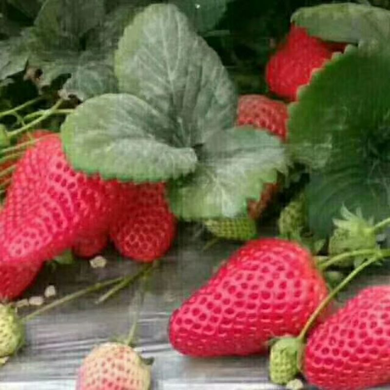红颜草莓苗10~20cm现挖现发，基地直供