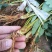红颜草莓苗10~20cm现挖现发，基地直供
