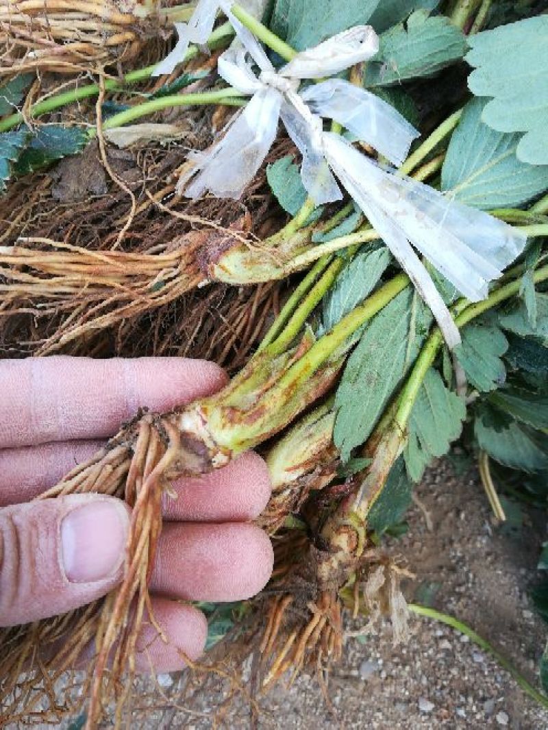 红颜草莓苗10~20cm现挖现发，基地直供