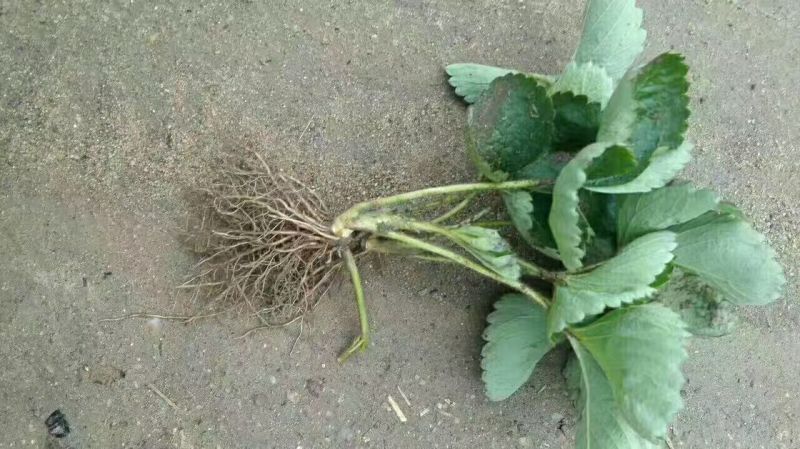 红颜草莓苗10~20cm现挖现发，基地直供