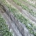 红颜草莓苗10~20cm现挖现发，基地直供
