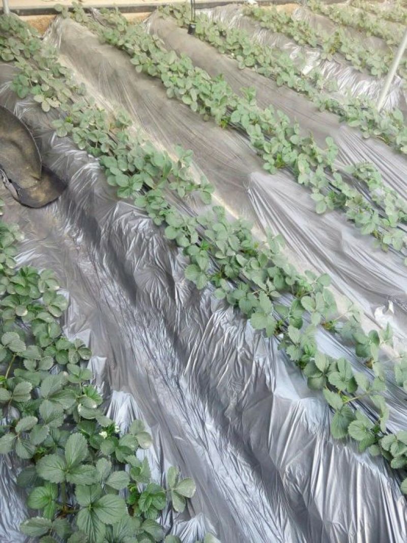 红颜草莓苗10~20cm现挖现发，基地直供