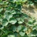 红颜草莓苗10~20cm现挖现发，基地直供