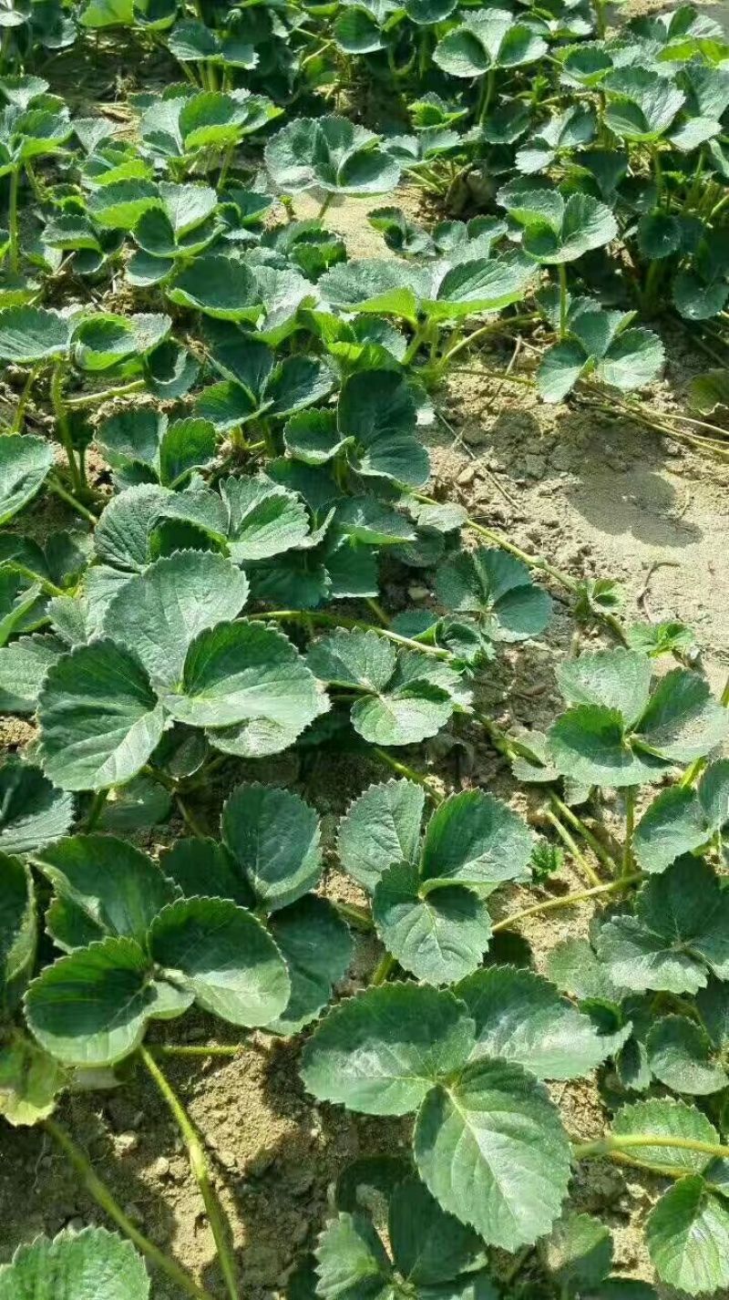 红颜草莓苗10~20cm现挖现发，基地直供