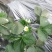 红颜草莓苗10~20cm现挖现发，基地直供