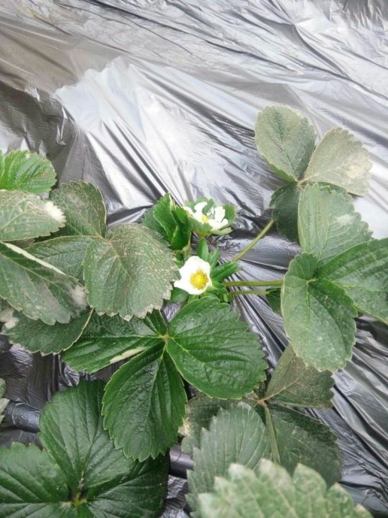 红颜草莓苗10~20cm现挖现发，基地直供