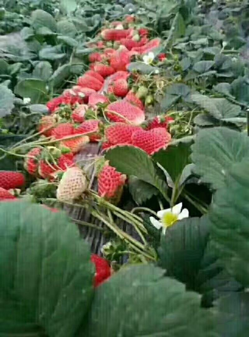 红颜草莓苗10~20cm现挖现发，基地直供