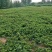 红颜草莓苗10~20cm现挖现发，基地直供