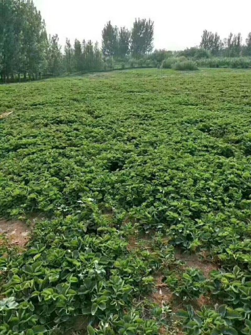 红颜草莓苗10~20cm现挖现发，基地直供