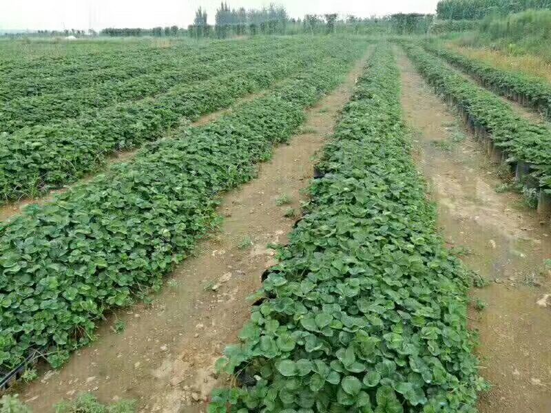 红颜草莓苗10~20cm现挖现发，基地直供