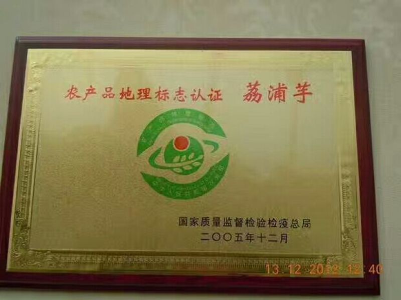 正宗荔浦芋头种槟榔香芋种苗供应