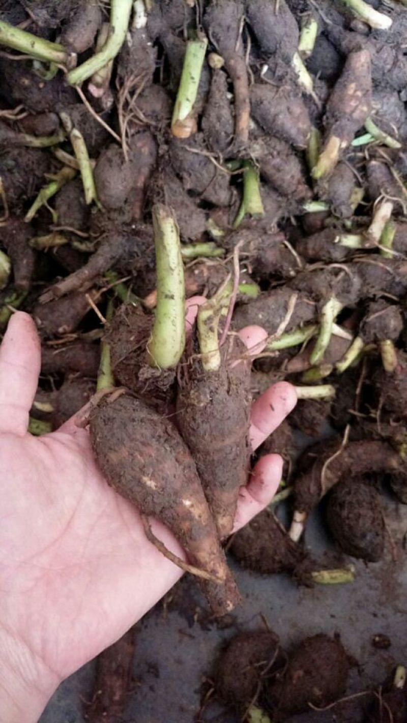 正宗荔浦芋头种槟榔香芋种苗供应