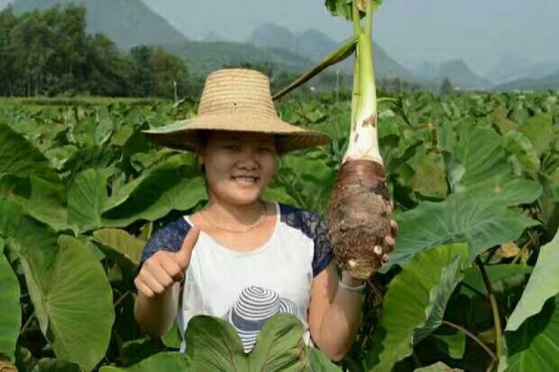 正宗荔浦芋头种槟榔香芋种苗供应