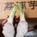正宗荔浦芋头种槟榔香芋种苗供应
