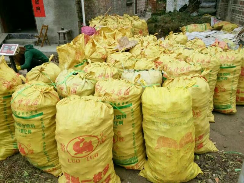 正宗荔浦芋头种槟榔香芋种苗供应