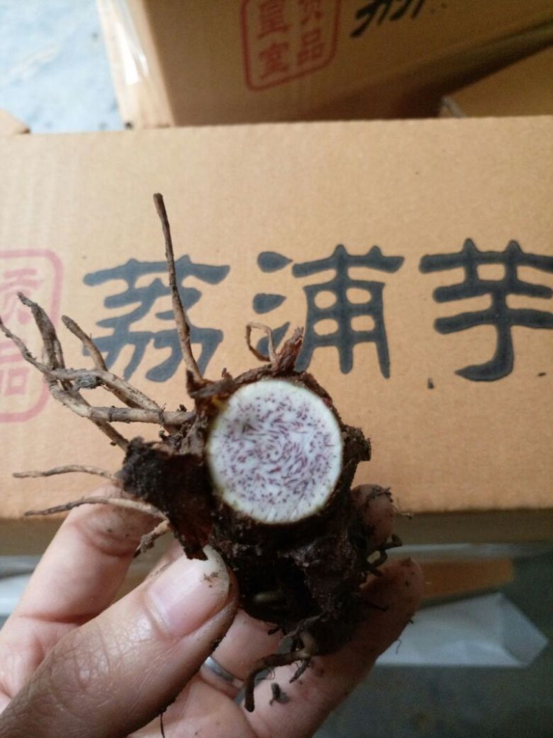 正宗荔浦芋头种槟榔香芋种苗供应