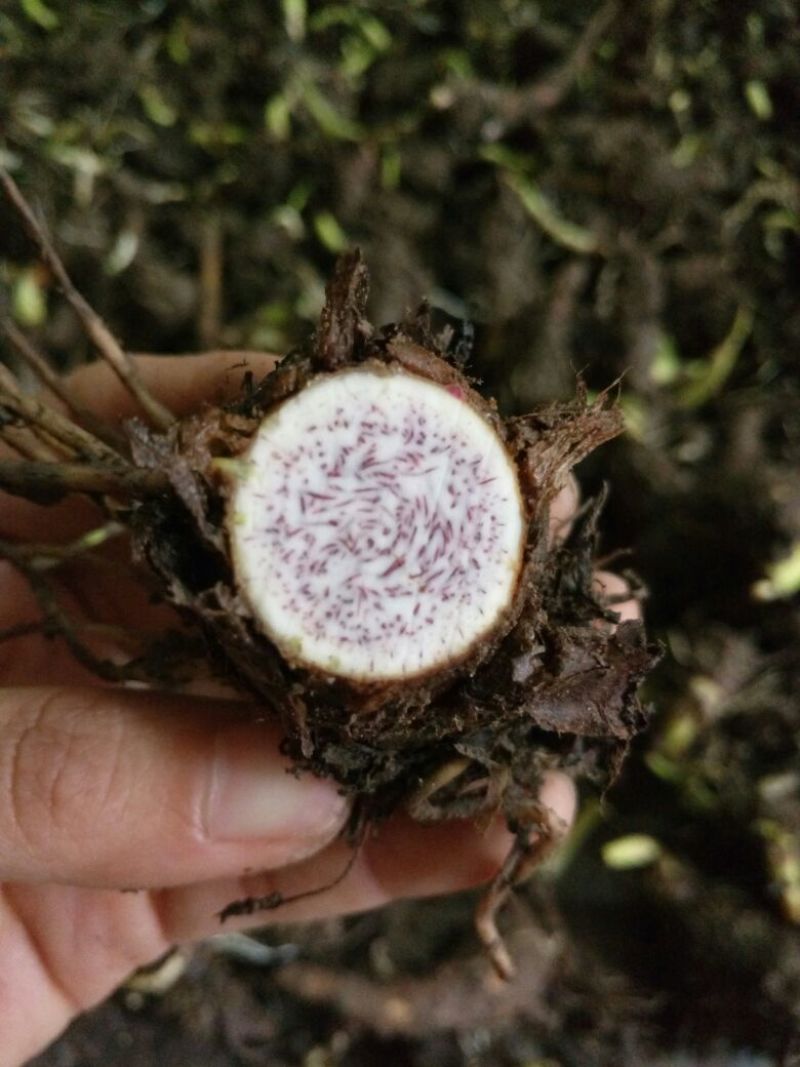 正宗荔浦芋头种槟榔香芋种苗供应