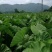 正宗荔浦芋头种槟榔香芋种苗供应