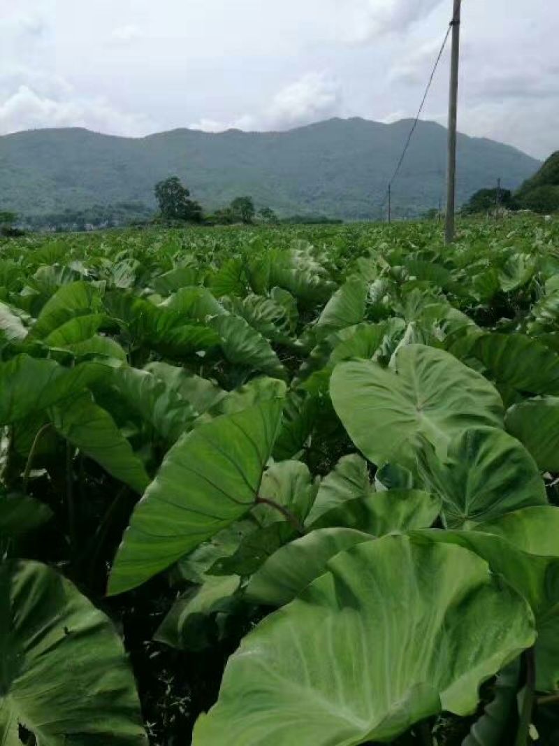 正宗荔浦芋头种槟榔香芋种苗供应