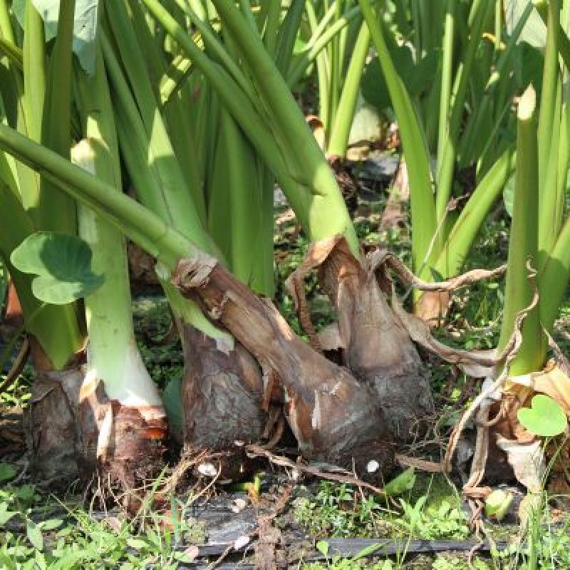 正宗荔浦芋头种槟榔香芋种苗供应