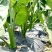 正宗荔浦芋头种槟榔香芋种苗供应