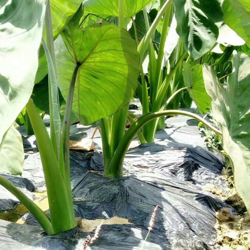 正宗荔浦芋头种槟榔香芋种苗供应