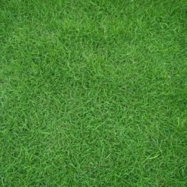 草皮出售各种绿化草