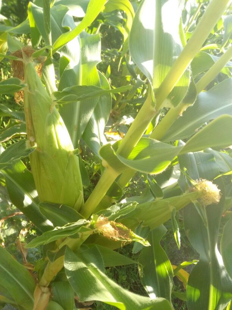 菜用玉米1%