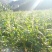 菜用玉米1%
