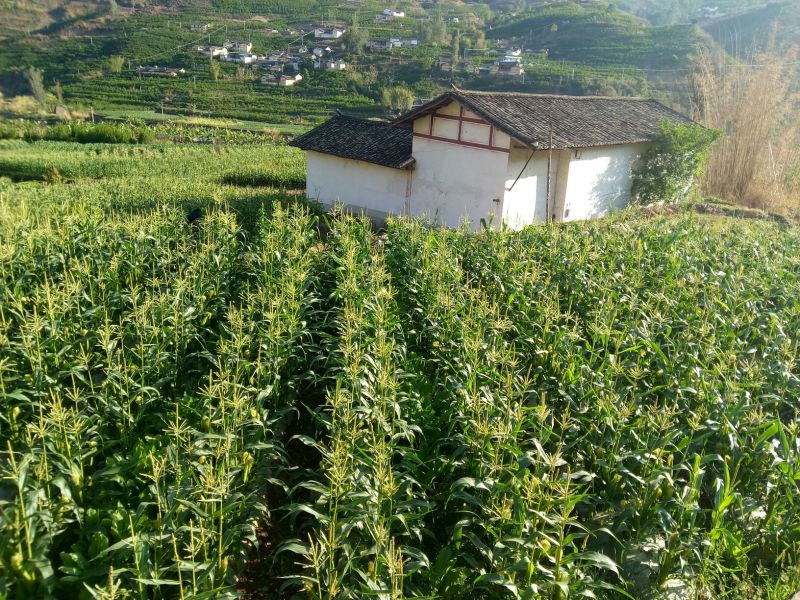 菜用玉米1%