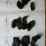 地黄(熟地)河南2斤包邮量大从优各种规格