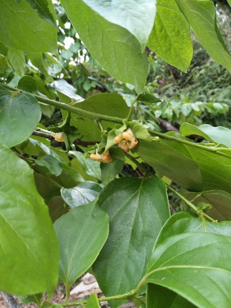 柿子树苗30~50cm