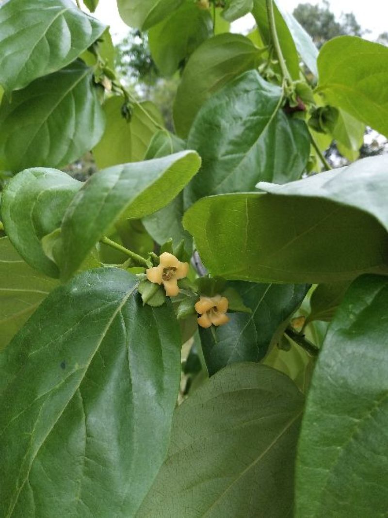 柿子树苗30~50cm
