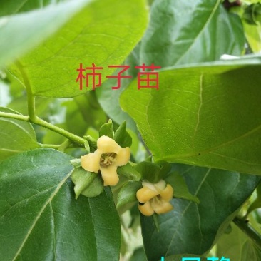 柿子树苗30~50cm
