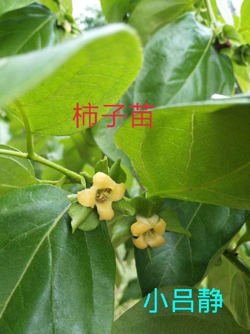 柿子树苗30~50cm