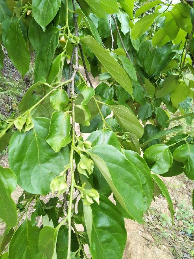 柿子树苗30~50cm